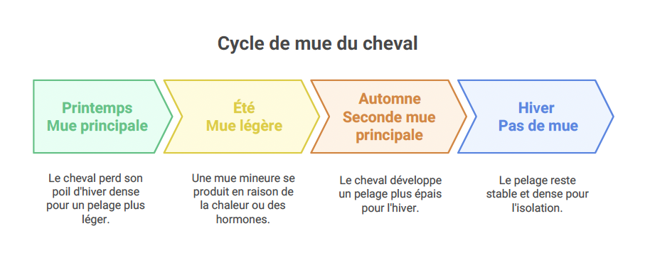 cycle mue cheval